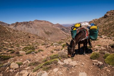 Geçitteki hamal katırı, Timaratine, MGoun trek, Atlas dağ sırası, Fas, Afrika