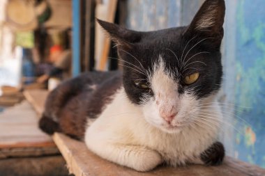Kedi dinlenme yeri, Medina sokağı, Essaouira, Fas, Afrika