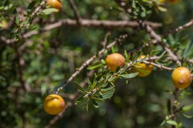 Argan meyvesi, Isk n Mansour parkı, Essaouira 'dan Agadir' e yol, Fas, Afrika