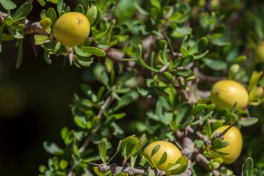 Argan meyvesi, Isk n Mansour parkı, Essaouira 'dan Agadir' e yol, Fas, Afrika