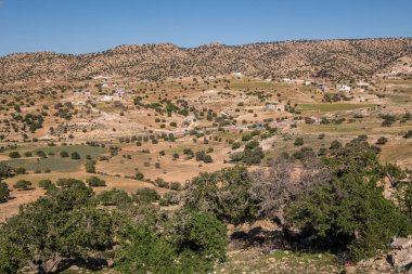 Argan ağacı, Assaka yolu, Essaouira 'dan Agadir' e, Fas, Afrika