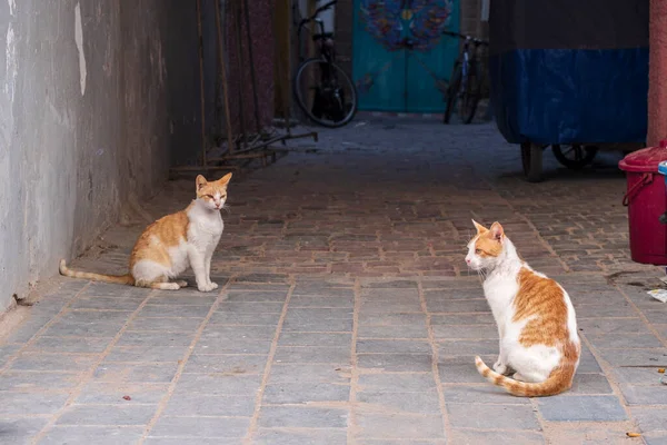 Straßenkatze Essaouira Marokko Afrika — Stockfoto