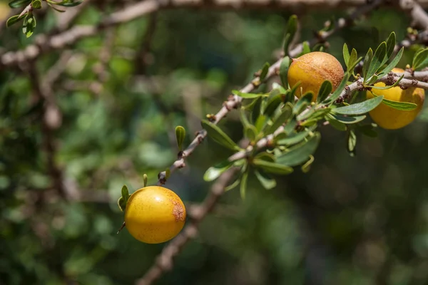 Arganfrukt Isk Mansour Park Väg Från Essaouira Till Agadir Morocco — Stockfoto