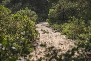 S Stalella, S Estanyol, Llucmajor, Majorca, Balear Adaları, İspanya
