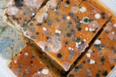 Küf kaplı küflü pasta, Mayorka, Balear Adaları, İspanya