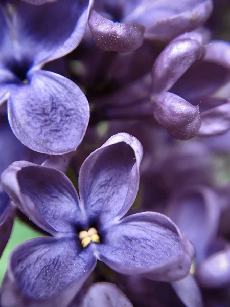 Flor de lilás, macro flor, cor muito peri Imagem De Stock