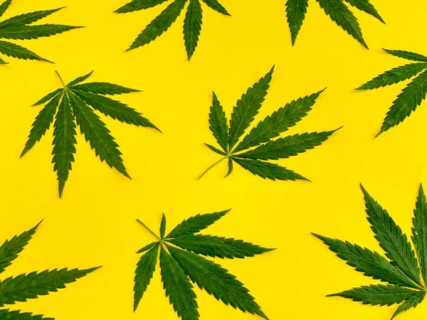 Medicinsk cannabis mönster, gröna blad på gul bakgrund, marijuana växt — Stockfoto