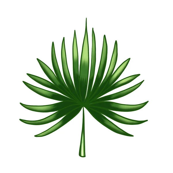 Güzel palmiye yaprağı, her amaç için harika bir tasarım.