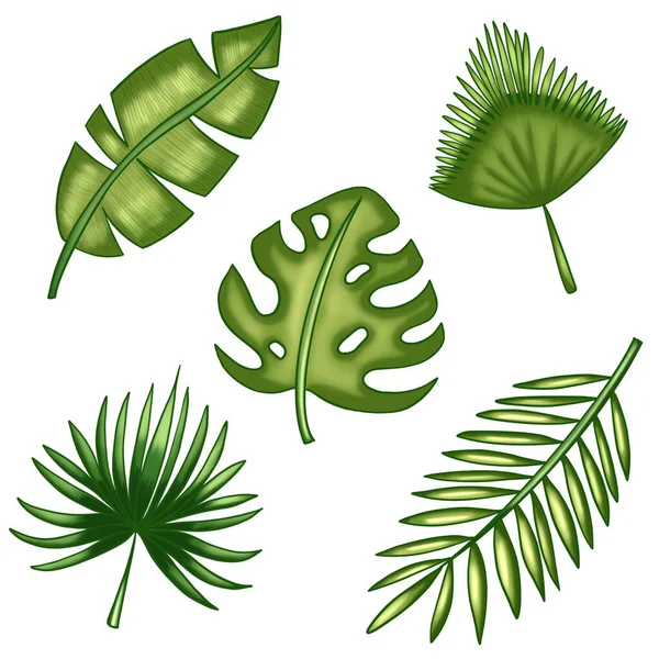 Bir çift güzel palmiye yaprağı, her amaç için harika bir tasarım.