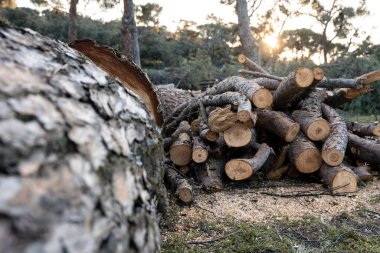 Ormanda kesilen ağaçlar gün batımında taşınmaya hazır. Ormanların tahrip edilmesi kavramı.