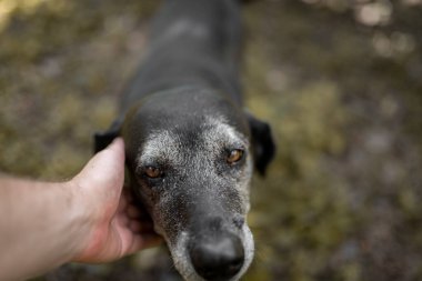 İnsan eli eski dost bir köpeğe dokunuyor. Kapat..