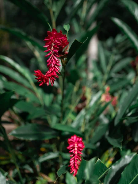 Yağmur ormanlarında yetişen kızıl kızıl çiçekler. Kapat.. — Stok fotoğraf