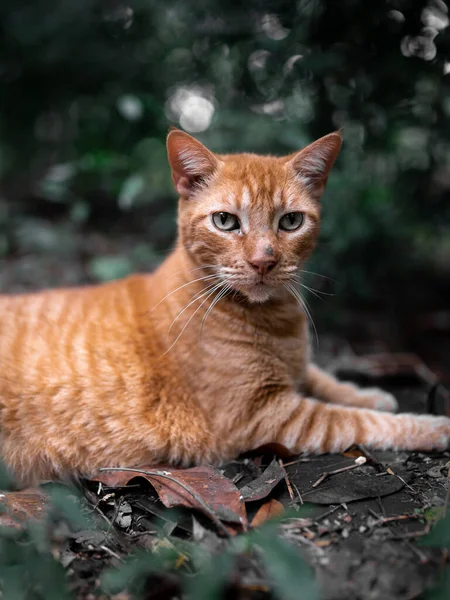 Оранжевый кот, отдыхающий на природе, глядя в камеру. Закрыть. — стоковое фото