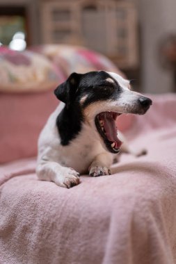 Siyah beyaz küçük köpek uyumadan önce kanepede esniyor.