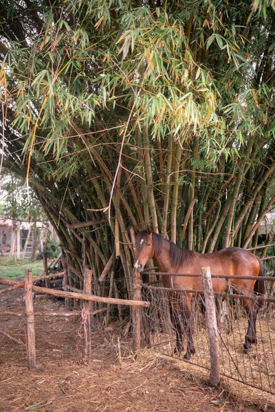 Brown domestic horse is standing inside the outdoors stable with a lot of bamboo in the background — Stock Photo, Image