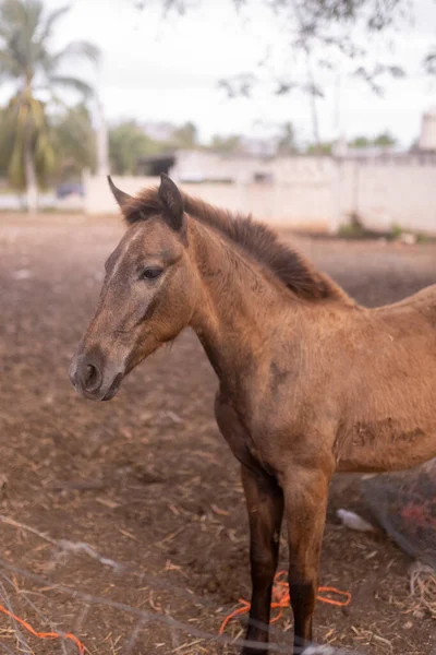 Açık havada büyük bir ahırda duran kahverengi bir tay portresi.