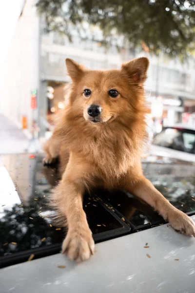 Brown cute dog is standing on a car roof in the street. — стоковое фото