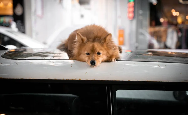 Brown cute dog is sleeping on a car roof in the street. — Stock Photo, Image