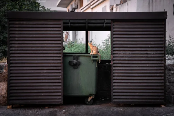 Kahverengi küçük bir sokak kedisi yemek için çöp tenekesine bakıyor.