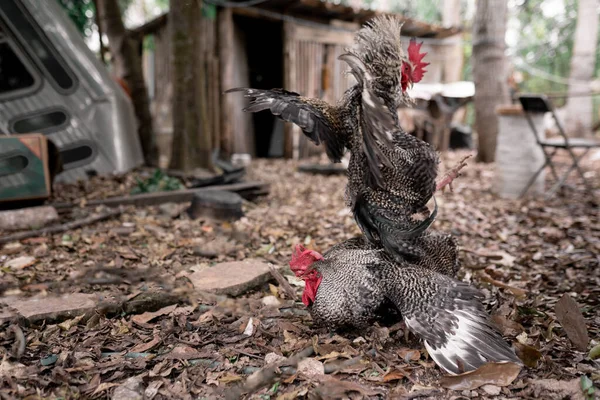 Two roosters are fighting on the ground full of leaves in a Mexican backyard
