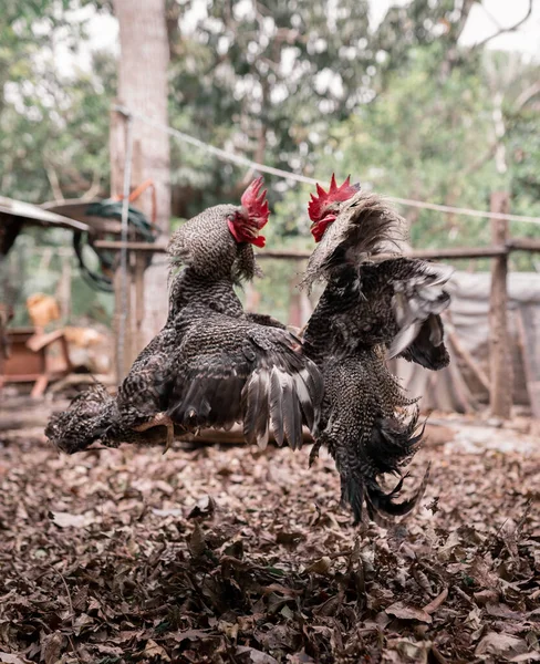 Two roosters are fighting in the air in a Mexican backyard full of leaves