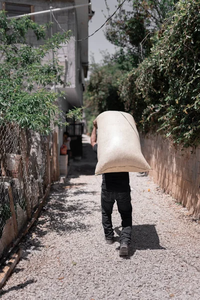 An Hispanic coffee producer is carrying a sack on his back. Concept of local coffee production