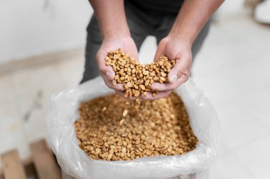 Çuvaldan kahve çekirdeği alan İspanyol bir çiftçinin ellerine yakın çekim. Yerel kahve üretimi kavramı