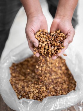 Çuvaldan kahve çekirdeği alan İspanyol bir çiftçinin ellerine yakın çekim. Yerel kahve üretimi kavramı