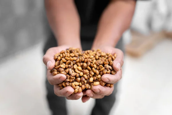 Close up of an Hispanic farmer hands grabbing some red honey coffee beans. Concept of local coffee production