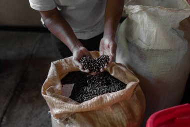 İspanyol bir adam çuvaldan taze, kavrulmuş kahve alıyor. Yerel kahve üretimi kavramı