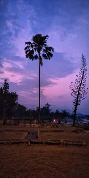 Long Arbre Avec Beau Temps — Photo