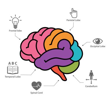Human brain anatomy section infographic vector illustration