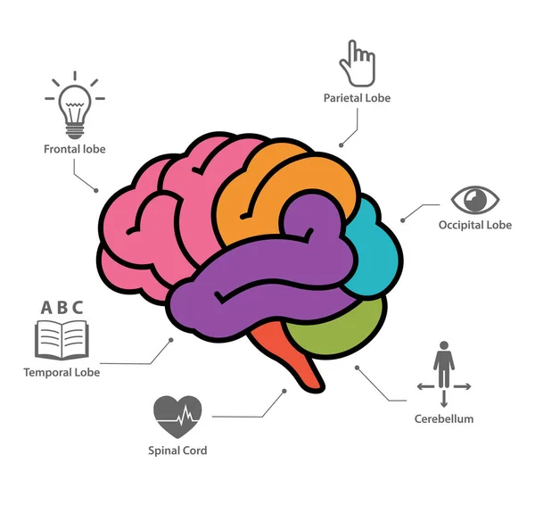 Human Brain Anatomy Section Infographic Vector Illustration — Stock Vector