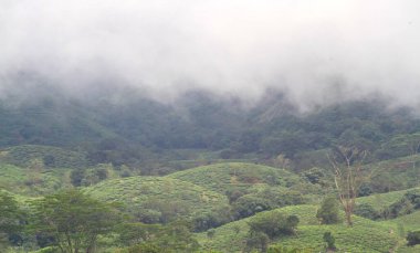 Vagamon tepesindeki çay çiftliği Güney Hindistan 'da kış mevsiminde