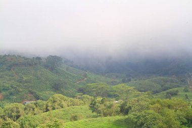 Vagamon tepesindeki çay çiftliği Güney Hindistan 'da kış mevsiminde
