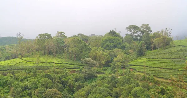 Čajová Plantáž Vrcholu Kopce Vagamon Jižní Indii Během Zimní Sezóny — Stock fotografie