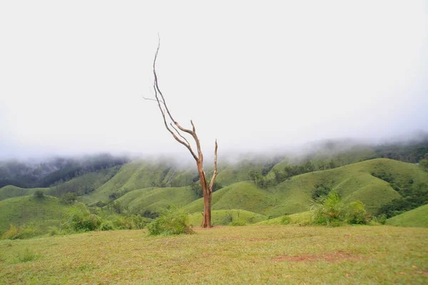 Vagamon Daki Çayır Manzarası Sisli Bir Sabahta Planda Kuru Bir — Stok fotoğraf