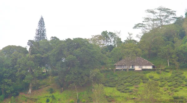 Plantación Ladera Con Una Casa Campo — Foto de Stock