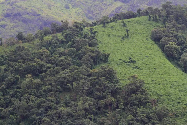 Vista Ladera Verde Durante Mañana Brumosa — Foto de Stock