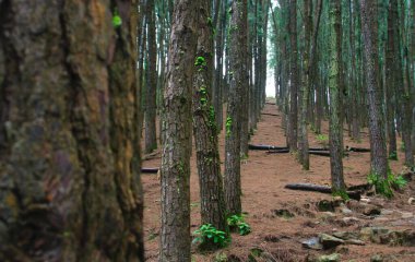 Tepedeki çam ağacı bahçesinde