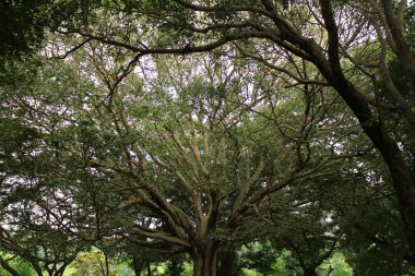 Bangalore 'da bir parktaki ağaç büyüleyici bir dal formasyonuyla