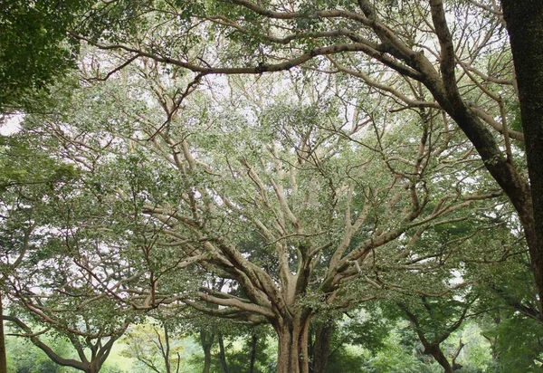 班加罗尔一个公园里的一棵树 枝头形成了迷人的树枝 — 图库照片