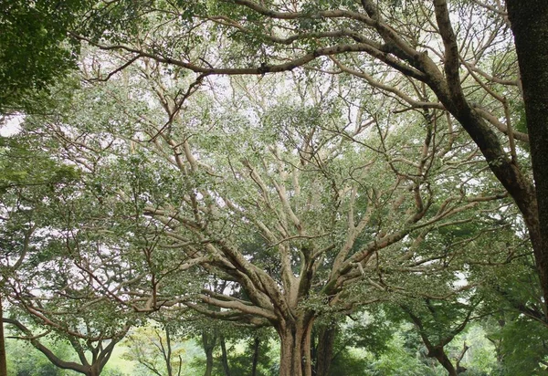 Árbol Parque Bangalore Con Fascinante Formación Ramas — Foto de Stock