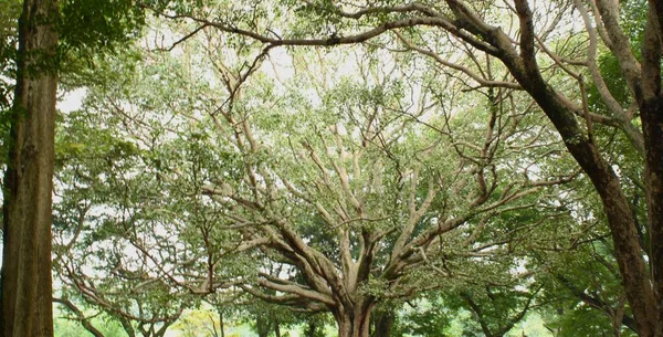 班加罗尔一个公园里的一棵树 枝头形成了迷人的树枝 — 图库照片