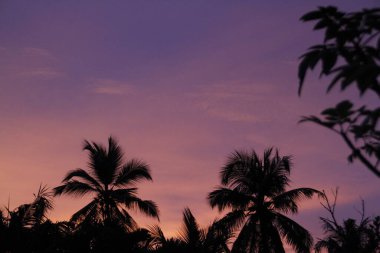 Gün batımında ağaçların silueti