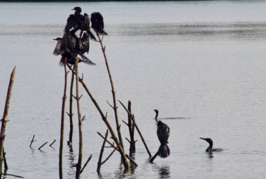 Bir grup doğulu dartçı sabah göle giderken görülmüş.