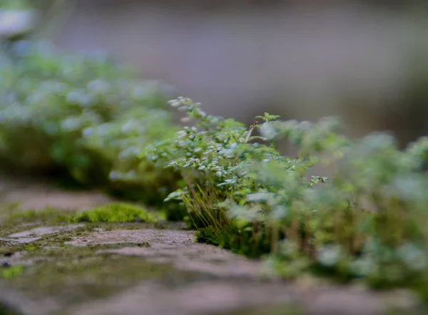 Closeup View Micro Plants — Stock Photo, Image