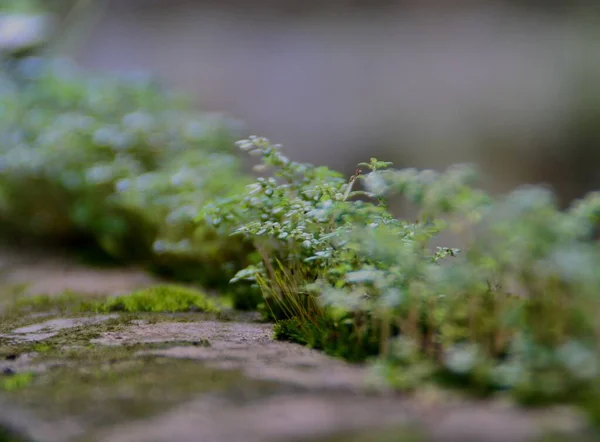 Vista Primer Plano Las Microplantas — Foto de Stock