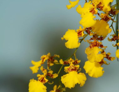 Altın sabah güneşi altında parlayan güzel sarı orkidenin yakın görüntüsü.