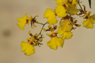 Altın sabah güneşi altında parlayan güzel sarı orkidenin yakın görüntüsü.